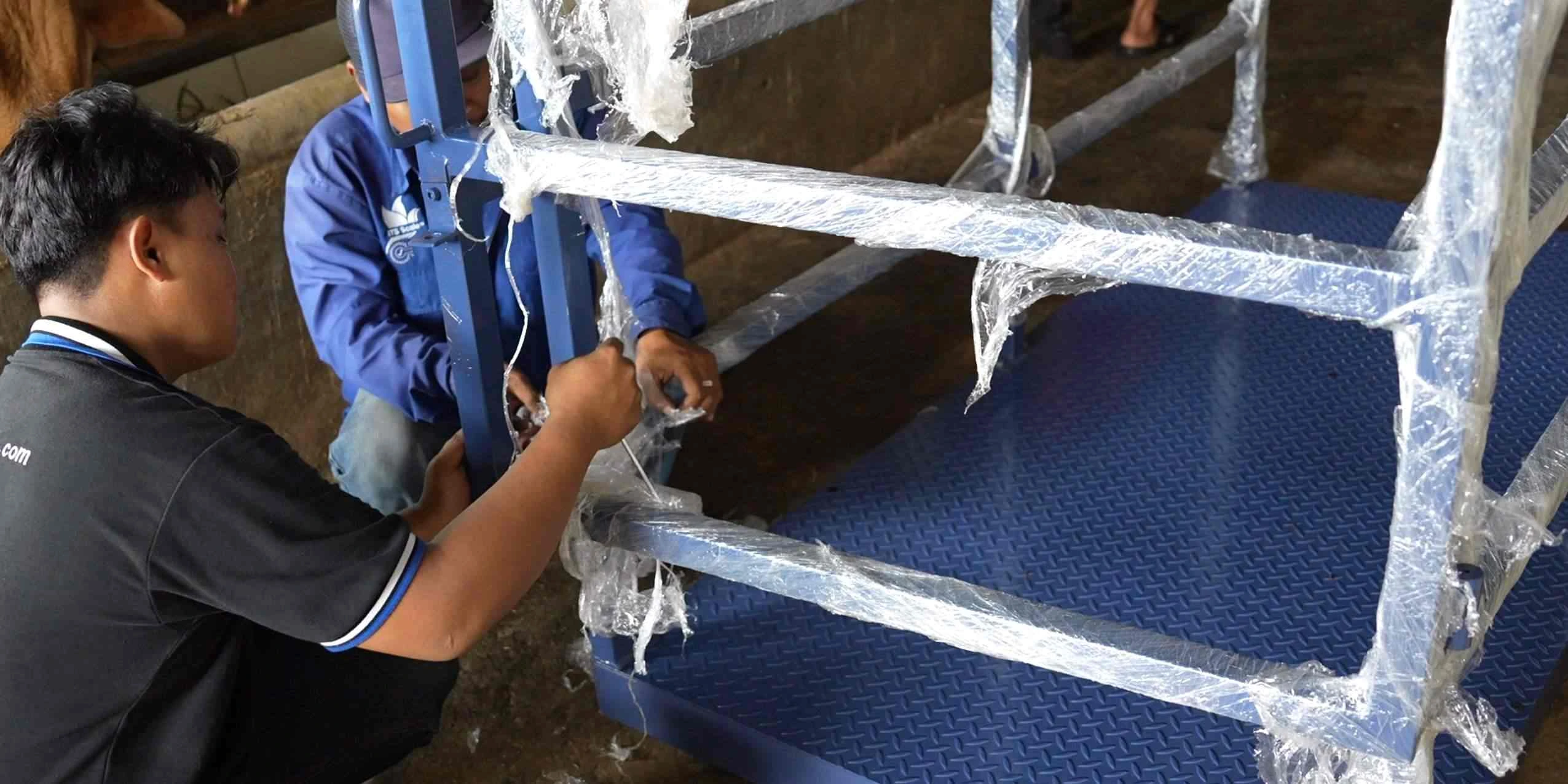 #Pertanian sapi
#Timbangan Hewan
#Sapi Limosin